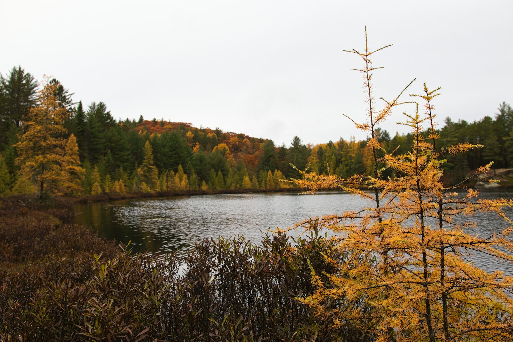 Northern Ontario lake and spruce treeline in autumn